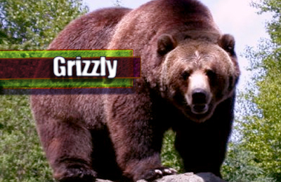 5grizzly